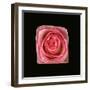 Cubic Pink Rose-Winfred Evers-Framed Photographic Print