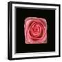 Cubic Pink Rose-Winfred Evers-Framed Photographic Print