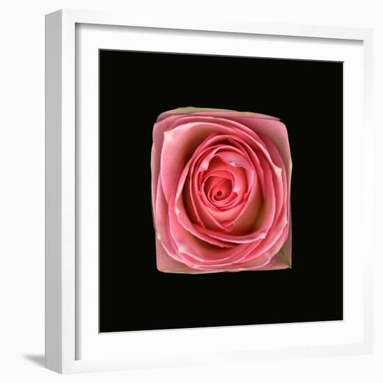 Cubic Pink Rose-Winfred Evers-Framed Photographic Print