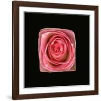 Cubic Pink Rose-Winfred Evers-Framed Photographic Print