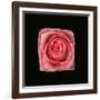 Cubic Pink Rose-Winfred Evers-Framed Photographic Print