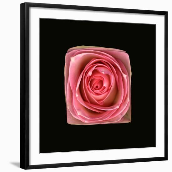 Cubic Pink Rose-Winfred Evers-Framed Photographic Print