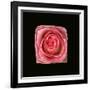 Cubic Pink Rose-Winfred Evers-Framed Photographic Print