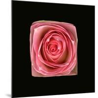 Cubic Pink Rose-Winfred Evers-Mounted Photographic Print