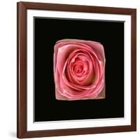 Cubic Pink Rose-Winfred Evers-Framed Photographic Print