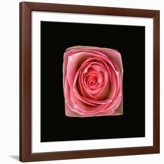Cubic Pink Rose-Winfred Evers-Framed Photographic Print