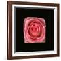 Cubic Pink Rose-Winfred Evers-Framed Photographic Print