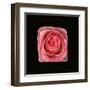 Cubic Pink Rose-Winfred Evers-Framed Premium Photographic Print