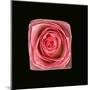 Cubic Pink Rose-Winfred Evers-Mounted Premium Photographic Print