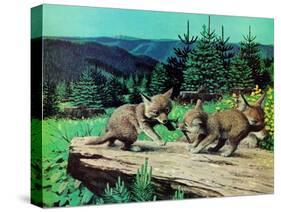 Cubs at Play-Stan Galli-Stretched Canvas