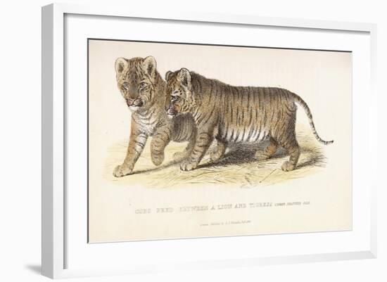 Cubs Bred Between a Lion and Tigress, Three Months Old, 1827-1835-null-Framed Giclee Print