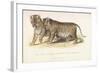 Cubs Bred Between a Lion and Tigress, Three Months Old, 1827-1835-null-Framed Giclee Print