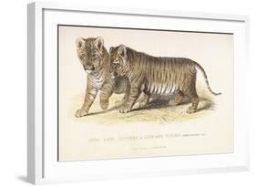 Cubs Bred Between a Lion and Tigress, Three Months Old, 1827-1835-null-Framed Giclee Print