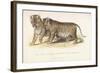 Cubs Bred Between a Lion and Tigress, Three Months Old, 1827-1835-null-Framed Giclee Print