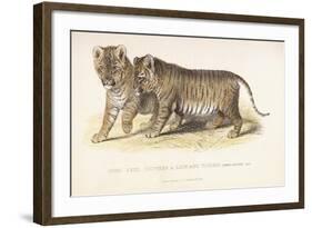 Cubs Bred Between a Lion and Tigress, Three Months Old, 1827-1835-null-Framed Giclee Print