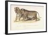 Cubs Bred Between a Lion and Tigress, Three Months Old, 1827-1835-null-Framed Giclee Print