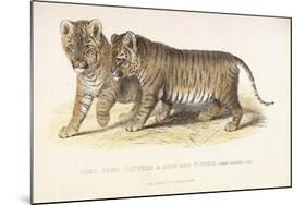 Cubs Bred Between a Lion and Tigress, Three Months Old, 1827-1835-null-Mounted Giclee Print