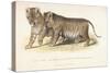 Cubs Bred Between a Lion and Tigress, Three Months Old, 1827-1835-null-Stretched Canvas