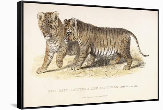 Cubs Bred Between a Lion and Tigress, Three Months Old, 1827-1835-null-Framed Stretched Canvas