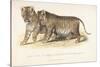 Cubs Bred Between a Lion and Tigress, Three Months Old, 1827-1835-null-Stretched Canvas