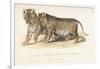 Cubs Bred Between a Lion and Tigress, Three Months Old, 1827-1835-null-Framed Giclee Print