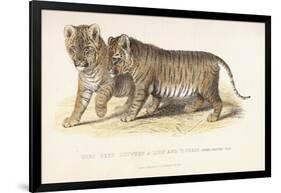 Cubs Bred Between a Lion and Tigress, Three Months Old, 1827-1835-null-Framed Giclee Print
