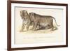 Cubs Bred Between a Lion and Tigress, Three Months Old, 1827-1835-null-Framed Giclee Print