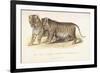 Cubs Bred Between a Lion and Tigress, Three Months Old, 1827-1835-null-Framed Giclee Print