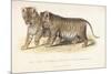 Cubs Bred Between a Lion and Tigress, Three Months Old, 1827-1835-null-Mounted Giclee Print