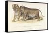 Cubs Bred Between a Lion and Tigress, Three Months Old, 1827-1835-null-Framed Stretched Canvas