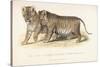 Cubs Bred Between a Lion and Tigress, Three Months Old, 1827-1835-null-Stretched Canvas