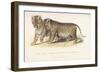 Cubs Bred Between a Lion and Tigress, Three Months Old, 1827-1835-null-Framed Giclee Print