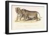 Cubs Bred Between a Lion and Tigress, Three Months Old, 1827-1835-null-Framed Giclee Print