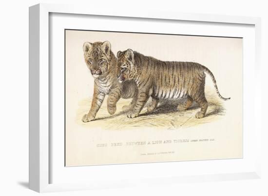 Cubs Bred Between a Lion and Tigress, Three Months Old, 1827-1835-null-Framed Giclee Print