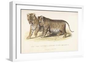 Cubs Bred Between a Lion and Tigress, Three Months Old, 1827-1835-null-Framed Giclee Print