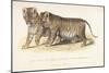 Cubs Bred Between a Lion and Tigress, Three Months Old, 1827-1835-null-Mounted Giclee Print