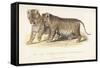 Cubs Bred Between a Lion and Tigress, Three Months Old, 1827-1835-null-Framed Stretched Canvas