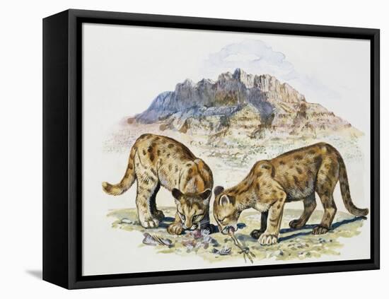 Cubs of Cougar, Puma or Mountain Lion (Puma Concolour), Felidae-null-Framed Stretched Canvas