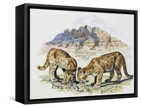 Cubs of Cougar, Puma or Mountain Lion (Puma Concolour), Felidae-null-Framed Stretched Canvas