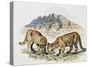 Cubs of Cougar, Puma or Mountain Lion (Puma Concolour), Felidae-null-Stretched Canvas