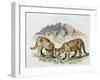 Cubs of Cougar, Puma or Mountain Lion (Puma Concolour), Felidae-null-Framed Giclee Print