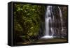 Cucharillos Waterfall in the Mashpi Cloud Forest Area of the Choco Rainforest, Ecuador-Matthew Williams-Ellis-Framed Stretched Canvas