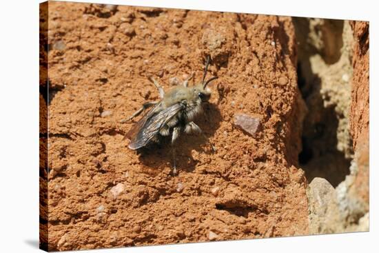 Cuckoo Bee (Melecta Albifrons) a Parasite of Solitary Bees-Nick Upton-Stretched Canvas