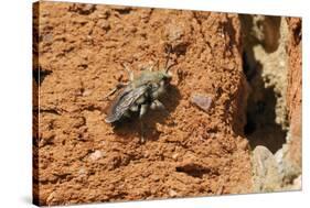 Cuckoo Bee (Melecta Albifrons) a Parasite of Solitary Bees-Nick Upton-Stretched Canvas