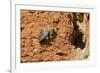 Cuckoo Bee (Melecta Albifrons) a Parasite of Solitary Bees-Nick Upton-Framed Photographic Print