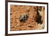 Cuckoo Bee (Melecta Albifrons) a Parasite of Solitary Bees-Nick Upton-Framed Photographic Print