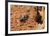 Cuckoo Bee (Melecta Albifrons) a Parasite of Solitary Bees-Nick Upton-Framed Photographic Print