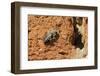 Cuckoo Bee (Melecta Albifrons) a Parasite of Solitary Bees-Nick Upton-Framed Photographic Print