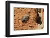 Cuckoo Bee (Melecta Albifrons) a Parasite of Solitary Bees-Nick Upton-Framed Photographic Print