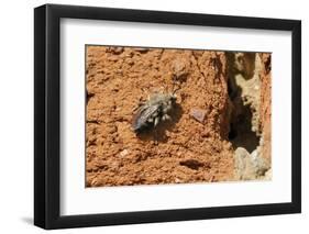 Cuckoo Bee (Melecta Albifrons) a Parasite of Solitary Bees-Nick Upton-Framed Photographic Print